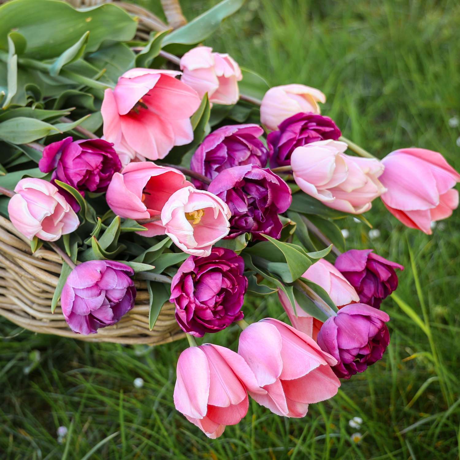 Tulppaaniseos 'Berry Blush'